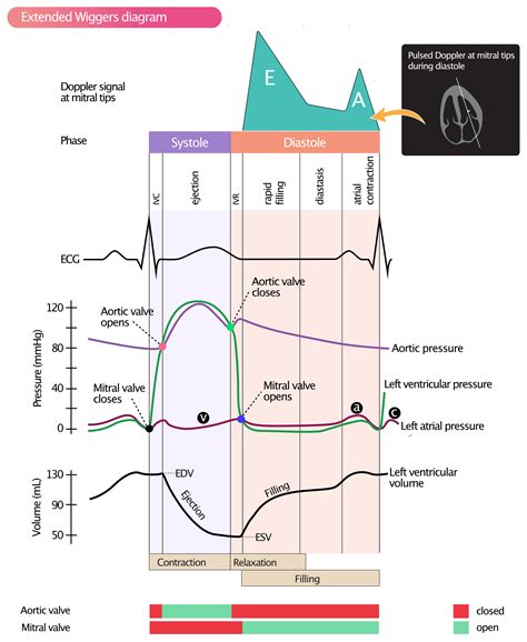 decreased lv function|decreased left ventricular diastolic function.